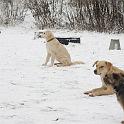 Junghundegruppe: ...und schneebegeisterte Vierbeiner.