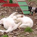 Welpenstunde: Nicht müde zu bekommen... Hundekinder beim "sich austesten" und spielen.